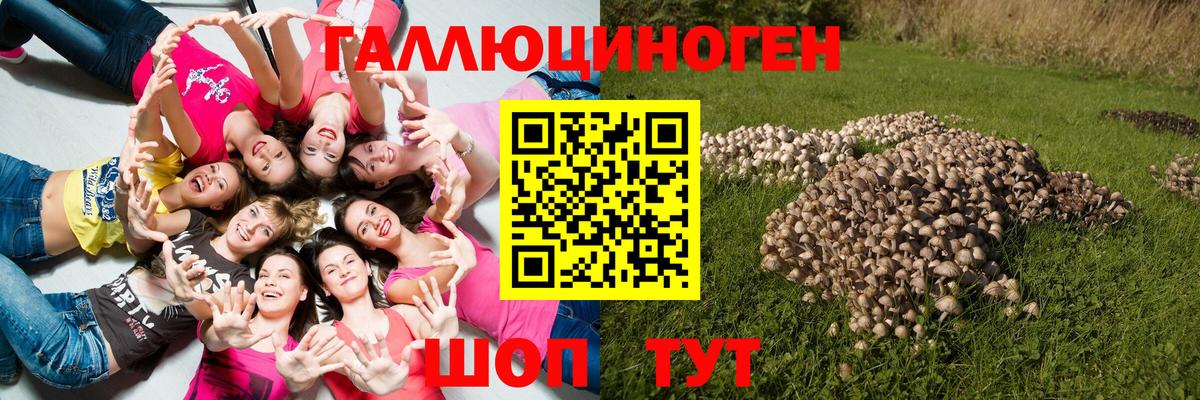 Псилоцибиновые грибы Psilocybe Мценск