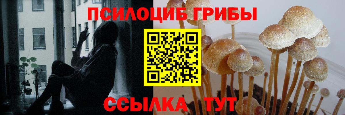 Мценск  купить   Вход с VPN  Галлюциногенные грибы GOLDEN TEACHER 